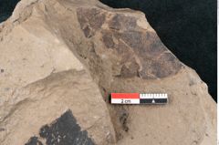 Foto (Detailansicht) von Ficus sagoriana Ettingshausen (NHMW-GEO-2024-0188-7980)